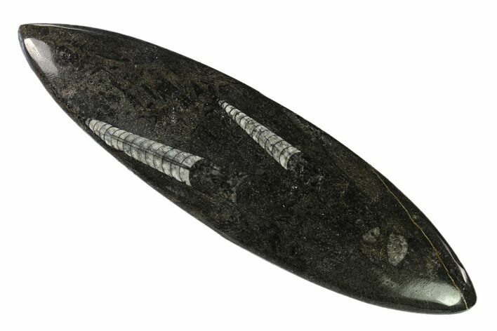 Polished Fossil Orthoceras (Cephalopod) - Morocco #138362